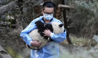 饲养员遭大熊猫撕咬