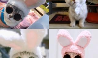 圣诞狗狗之圣诞小宝贝