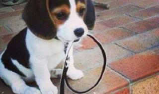 小狗拉稀了怎么办